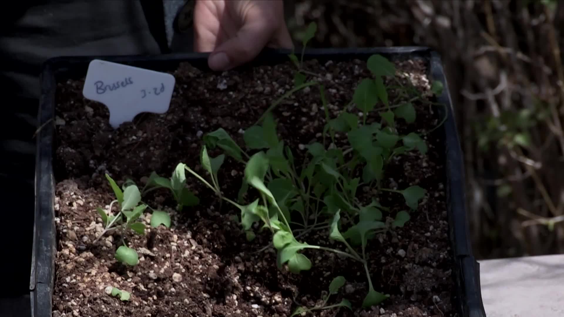 Thumbnail image for Grow Up! - Transplanting Spring Plants