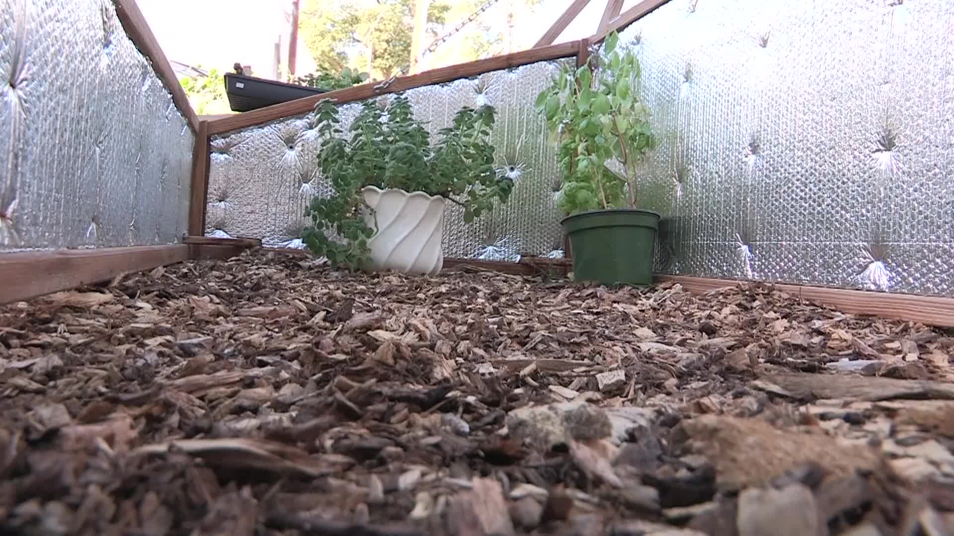 Thumbnail image for Grow UP! - Season Extension