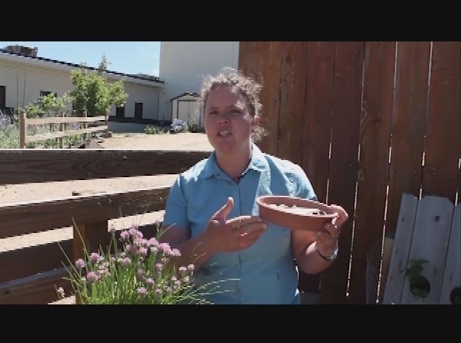Thumbnail image for Gardening Power to the People
