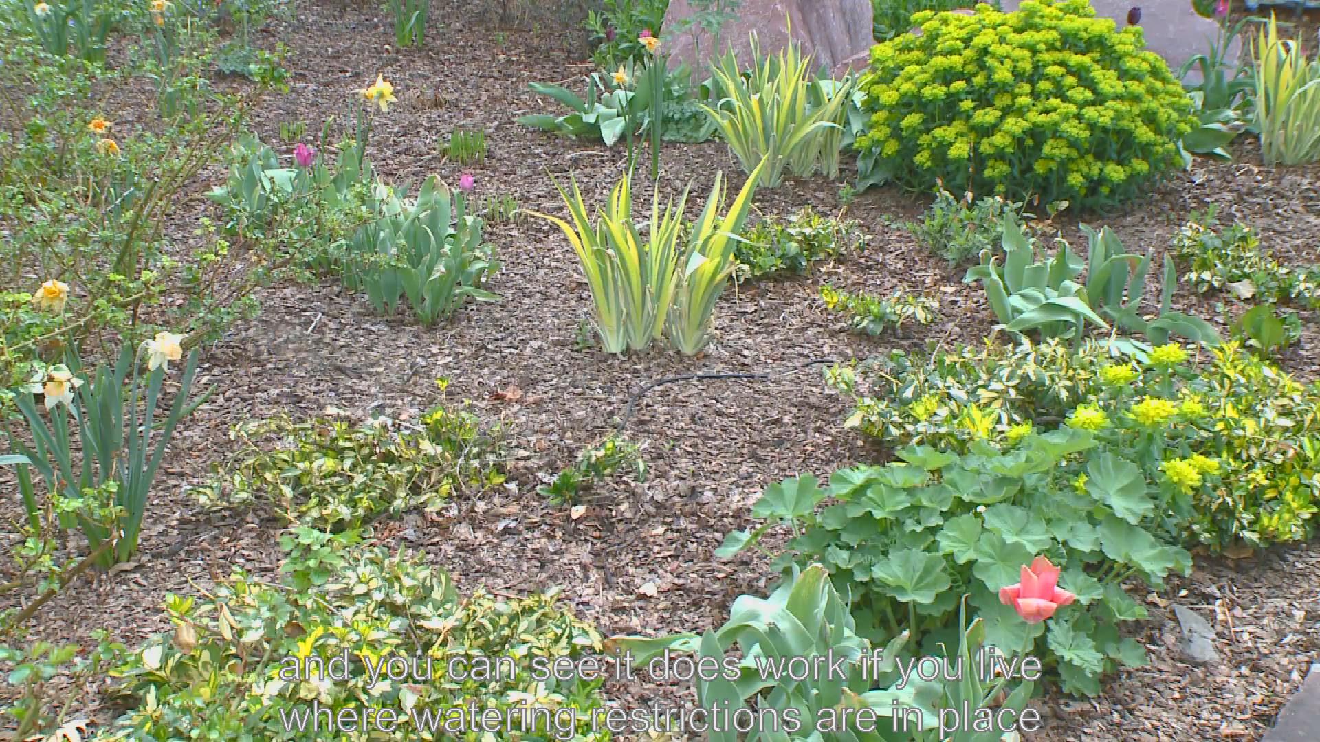 Thumbnail image for Helping Your Yard Weather Drought Conditions