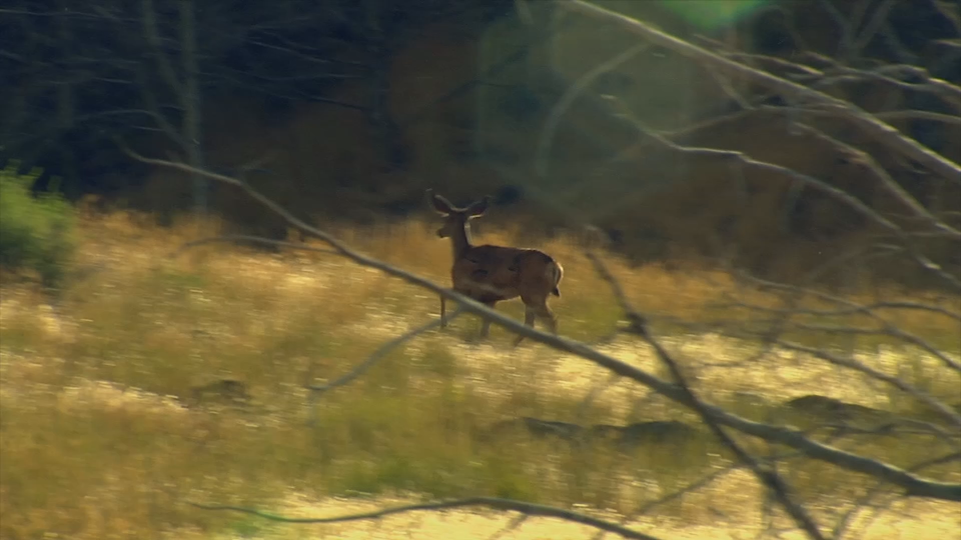 Thumbnail image for Colorado's Mule Deer Story