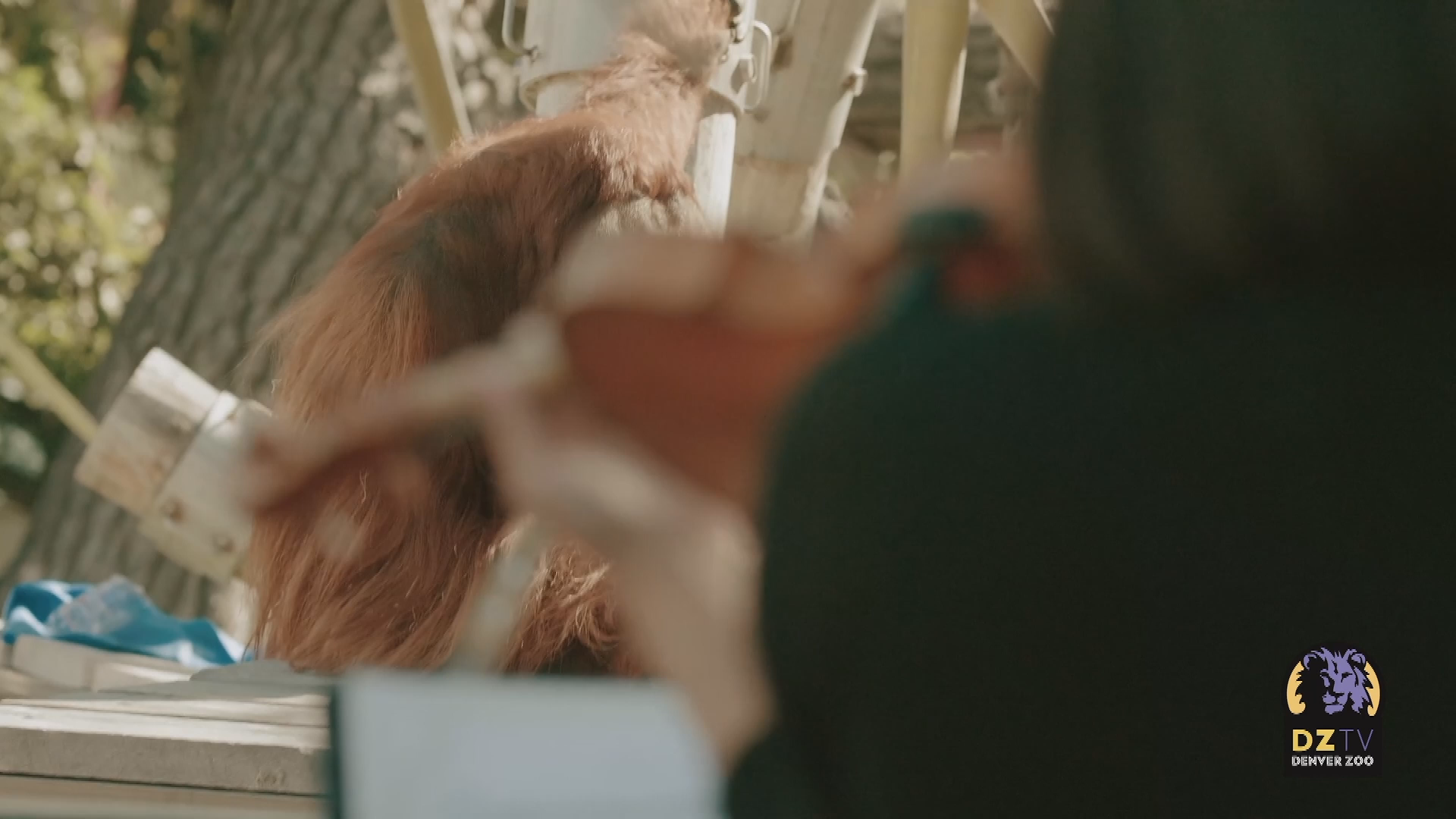 Thumbnail image for Denver Zoo - Orangutans and Musicians