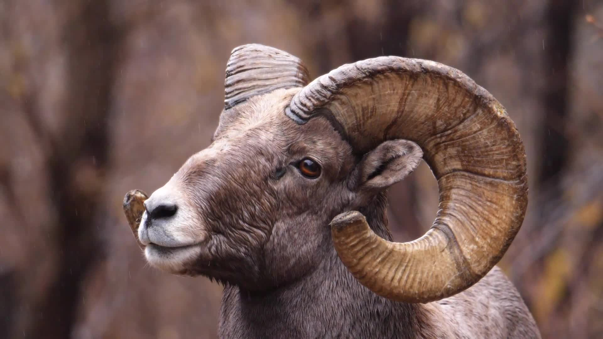Thumbnail image for PSA-CPW_BighornSheep